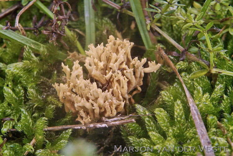 Steppekoraalzwam - Ramaria roellinii